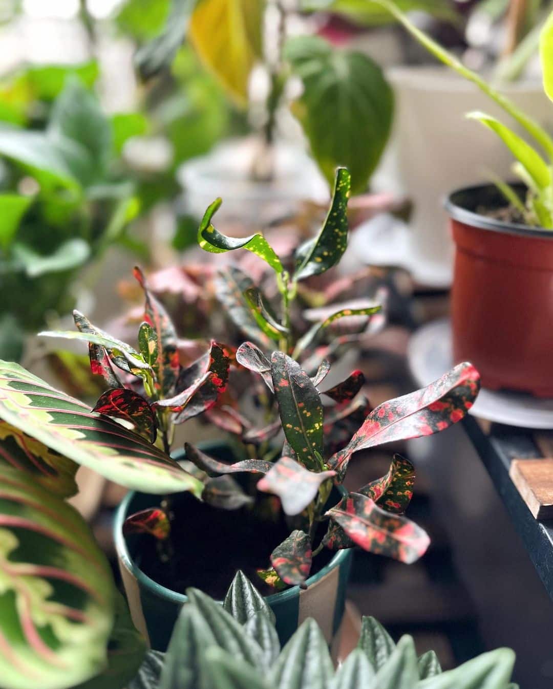 Croton Plant Care 101 Expert Tips for Colorful Leaves Plantcarefully
