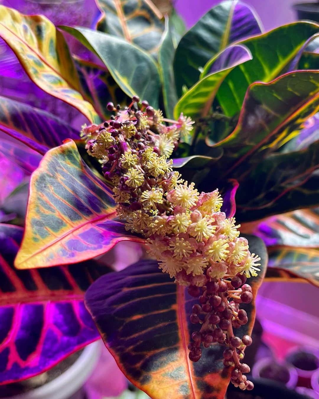 Croton Plant Care 101 Expert Tips for Colorful Leaves Plantcarefully