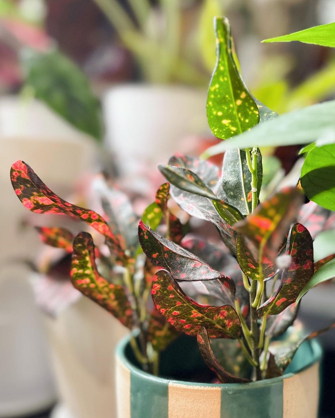 Croton Plant Care 101 Expert Tips for Colorful Leaves Plantcarefully