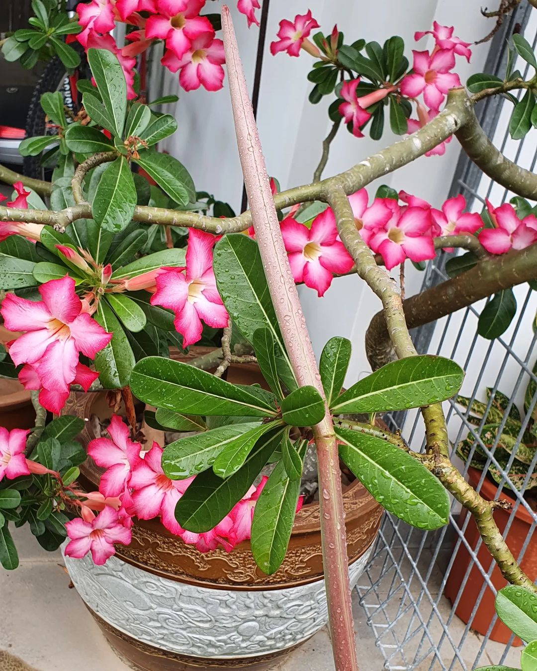Desert Rose Plant Care and Growing Guide | Plantcarefully
