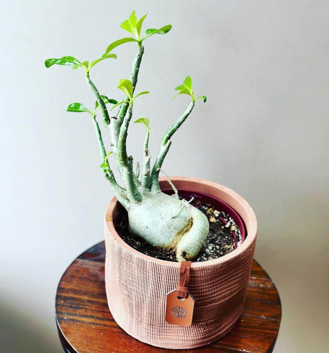 Desert Rose Plant Care and Growing Guide Plantcarefully