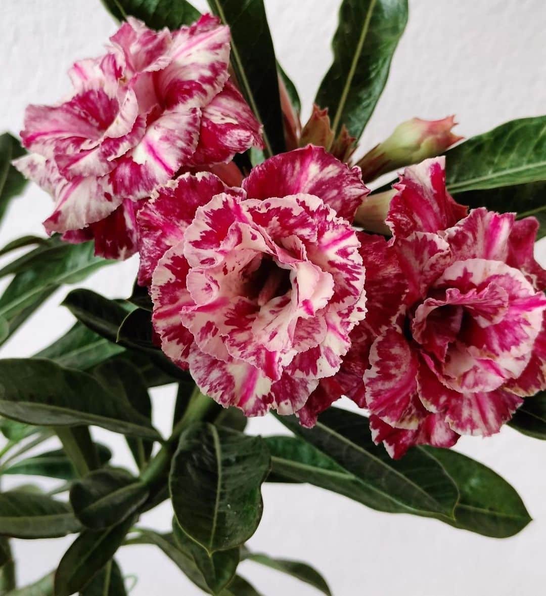 Desert Rose Plant Care and Growing Guide Plantcarefully