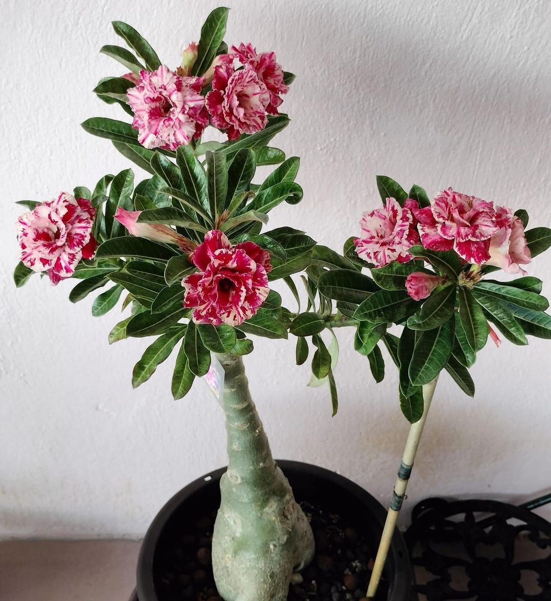Desert Rose Plant Care and Growing Guide Plantcarefully