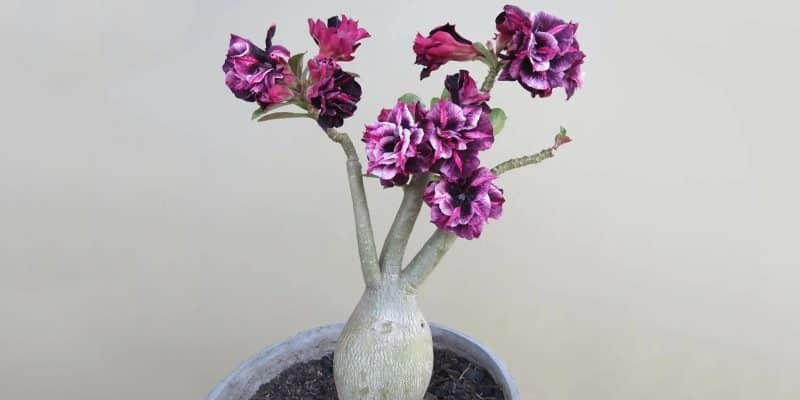 desert-rose-plant-featured