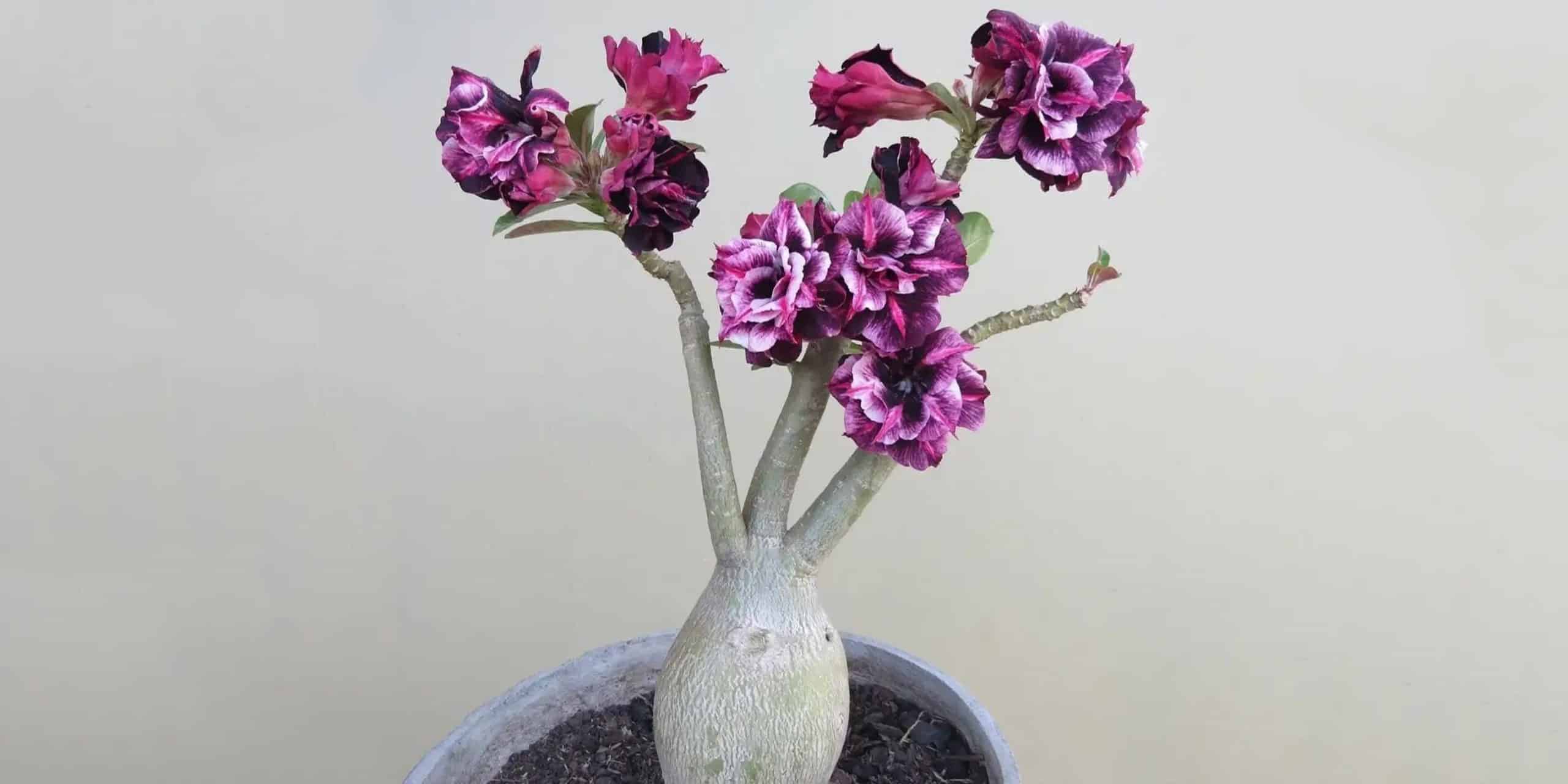 Desert Rose Plant Care and Growing Guide Plantcarefully