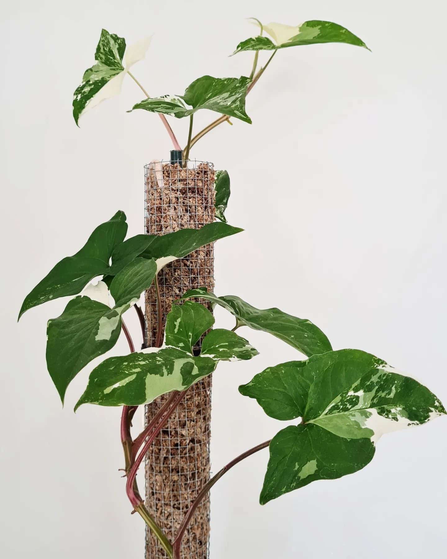 How To Make a DIY Moss Pole for Plants Plantcarefully