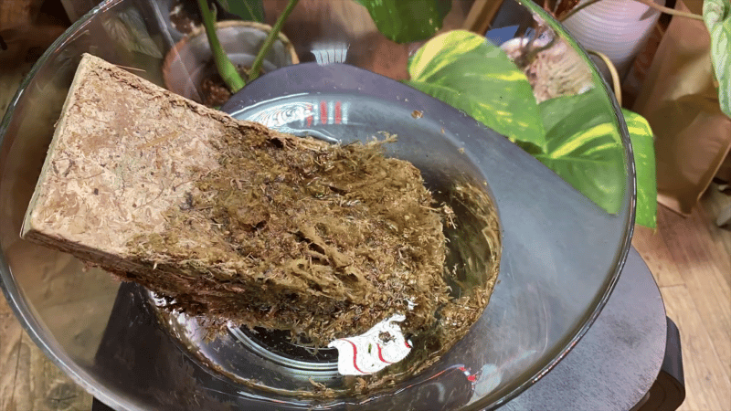 Soaking sphagnum moss in water for 30 minutes