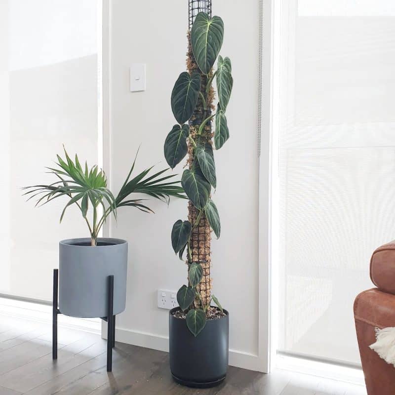 Moss pole decorating a room and adding vertical space