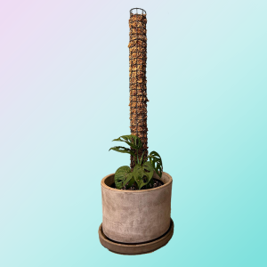 DIY moss pole featured image