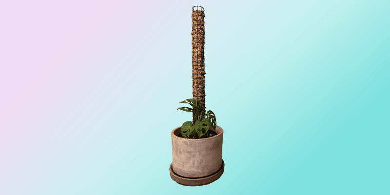 DIY moss pole featured image