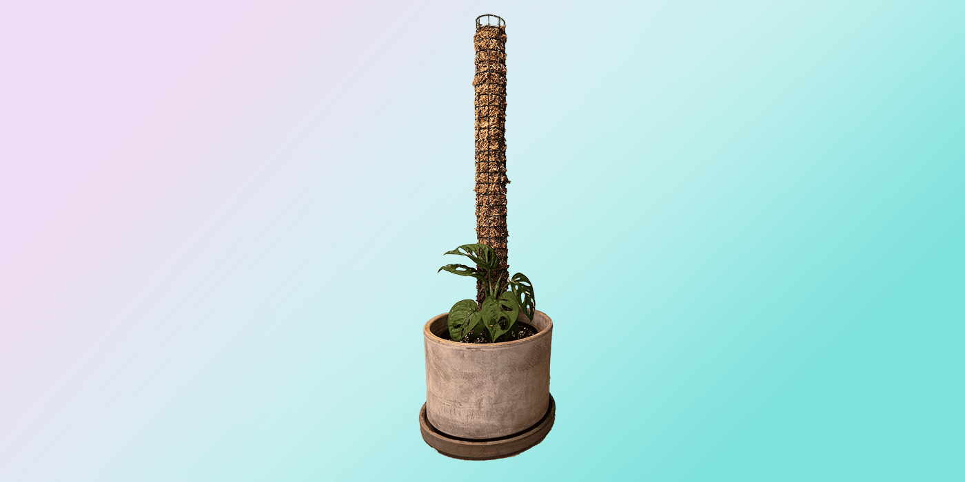 How To Make a DIY Moss Pole for Plants Plantcarefully