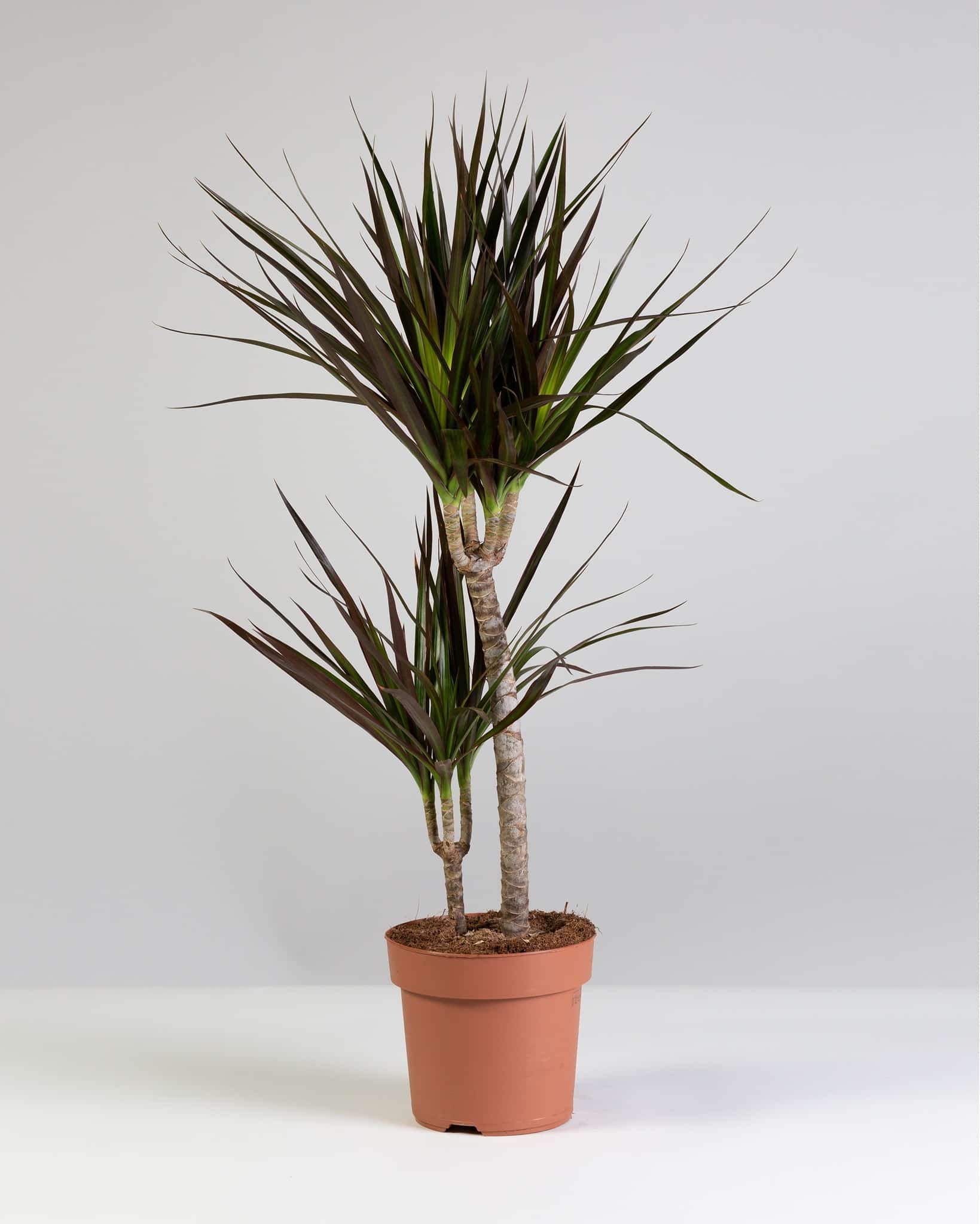 Dragon Tree (Dracaena Marginata): Indoor Care Guide | Plantcarefully