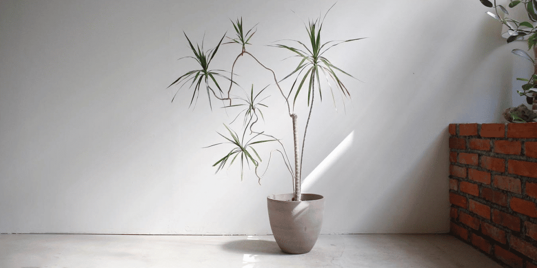 dracaena-marginata-featured