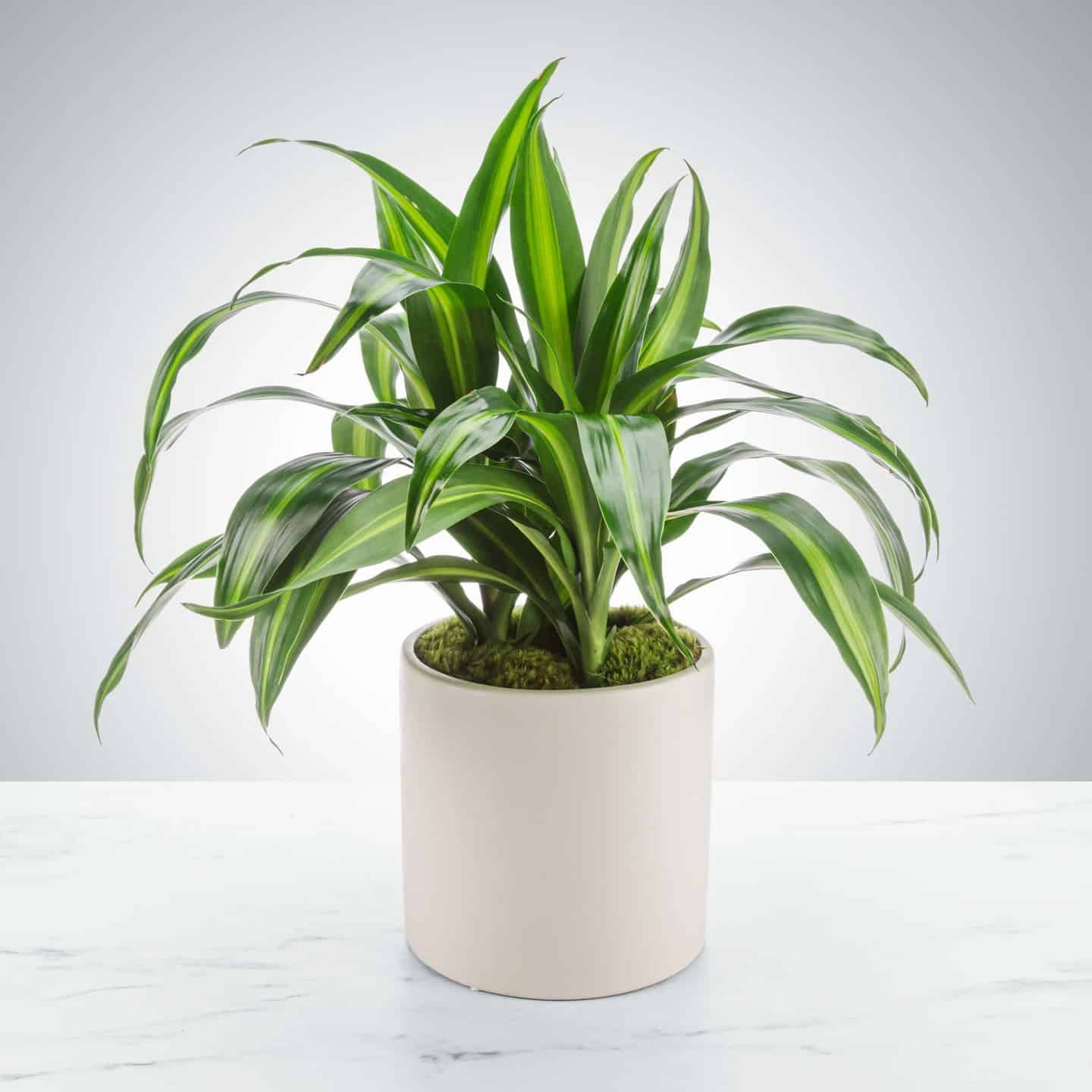 Dracaena Complete Care and Growing Guide Plantcarefully