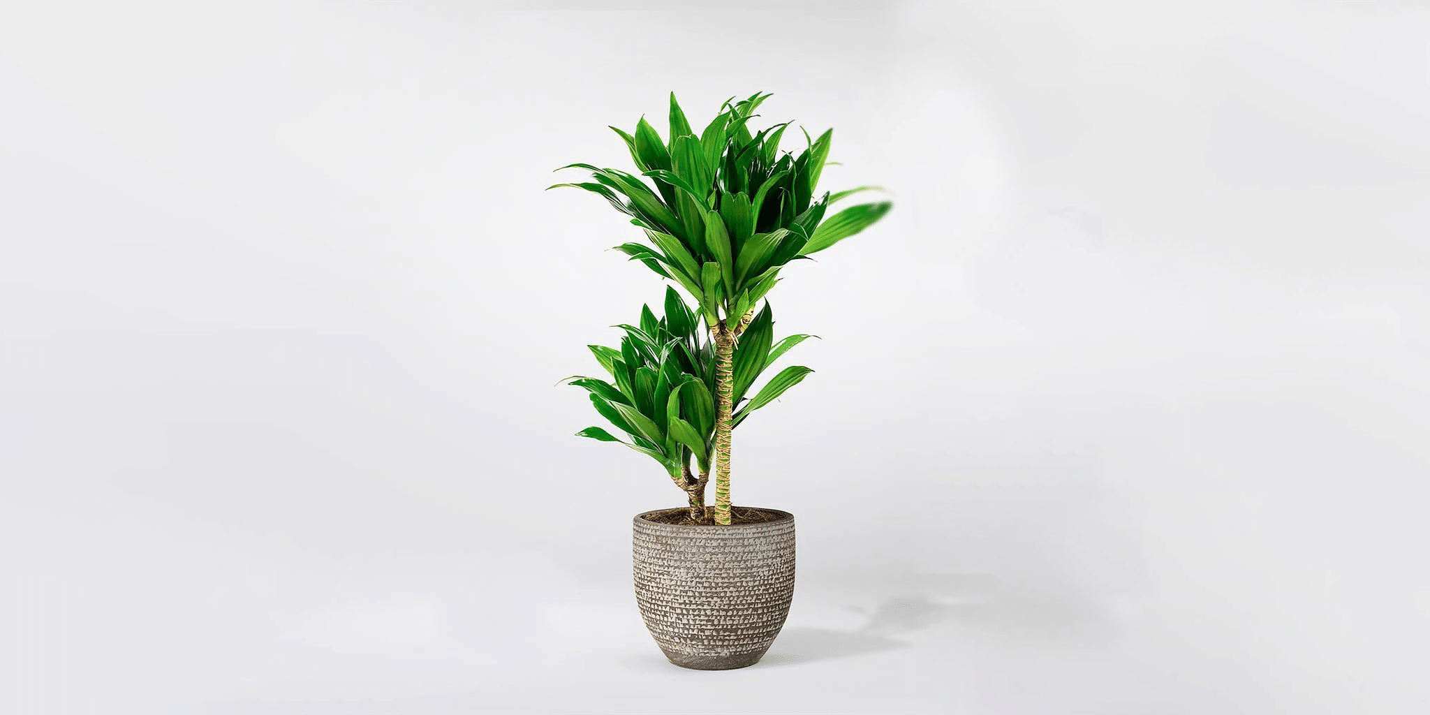 Dracaena aspca best sale