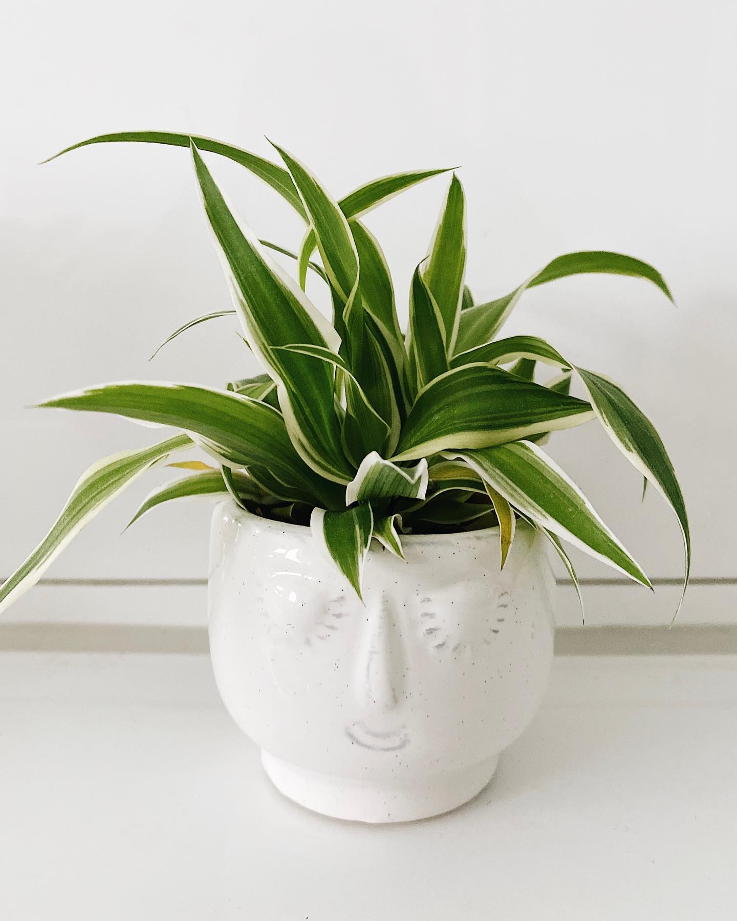 Reflexa Character Tree Arvore Dracaena Reflexa