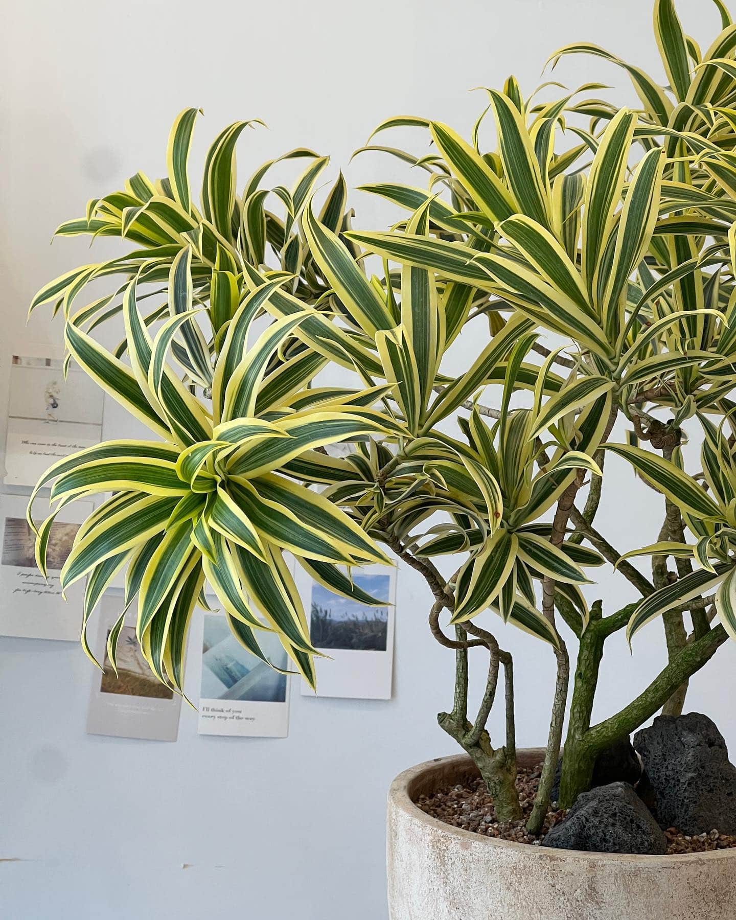 Dracaena Reflexa Plant Care & Growing Plantcarefully