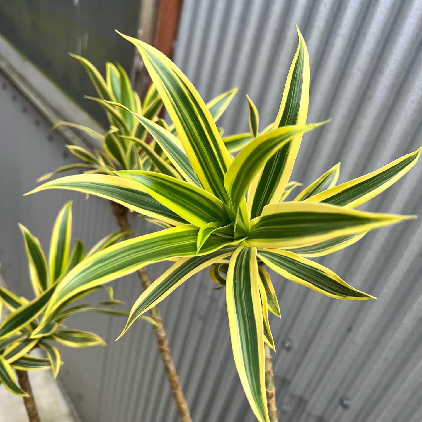Dracaena Reflexa Plant Care & Growing Plantcarefully