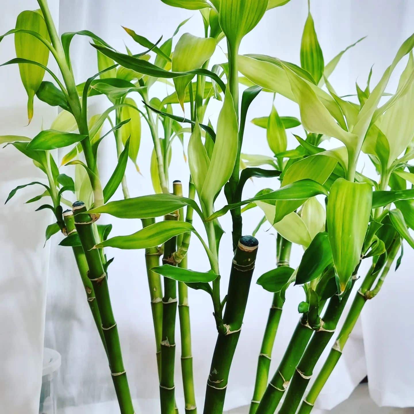 Lucky Bamboo Care and Growing Guide Plantcarefully