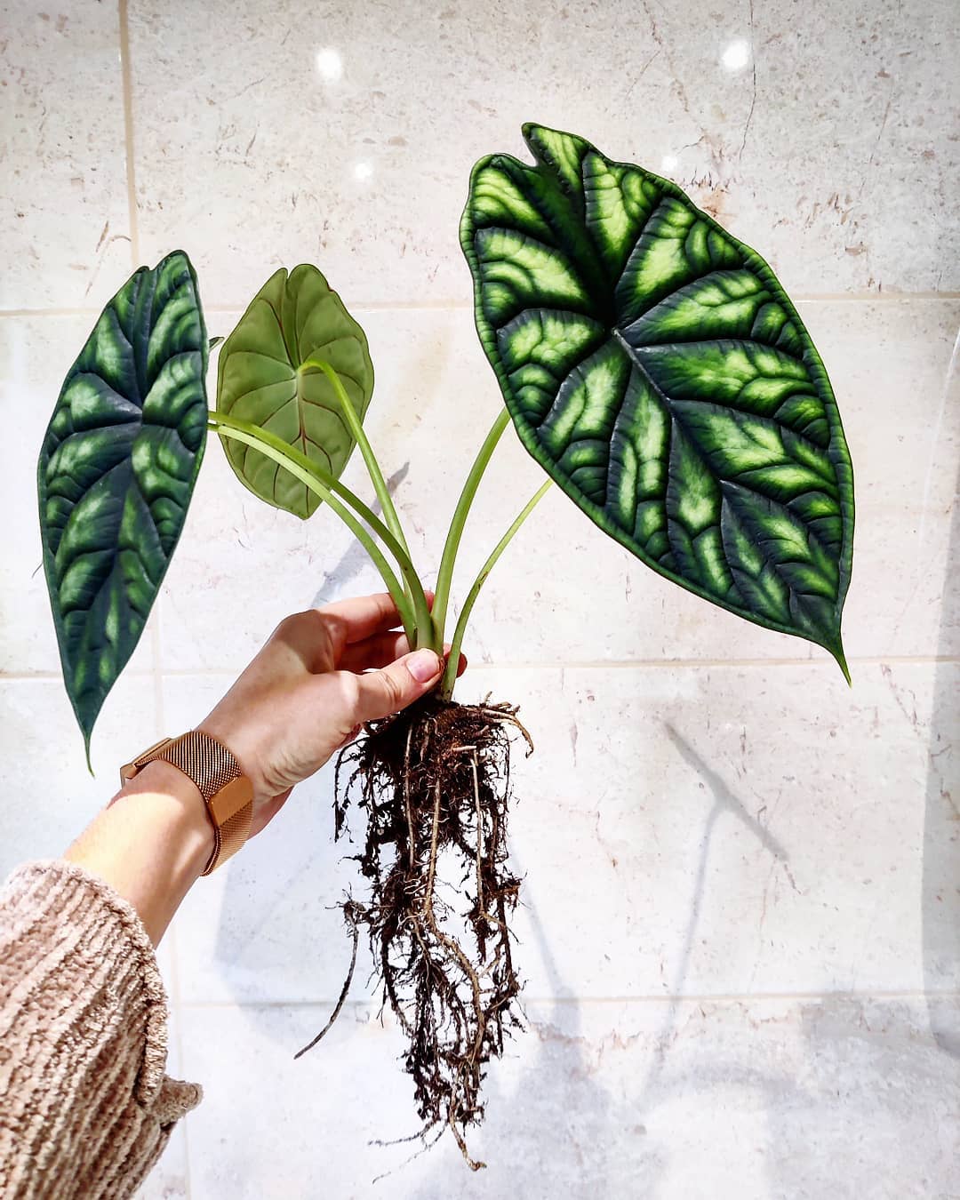 Alocasia Dragon Scale Care and Growing Guide Plantcarefully