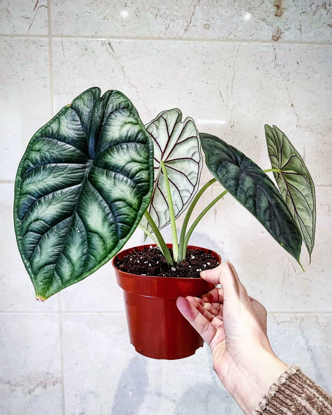 Alocasia Dragon Scale Care and Growing Guide Plantcarefully