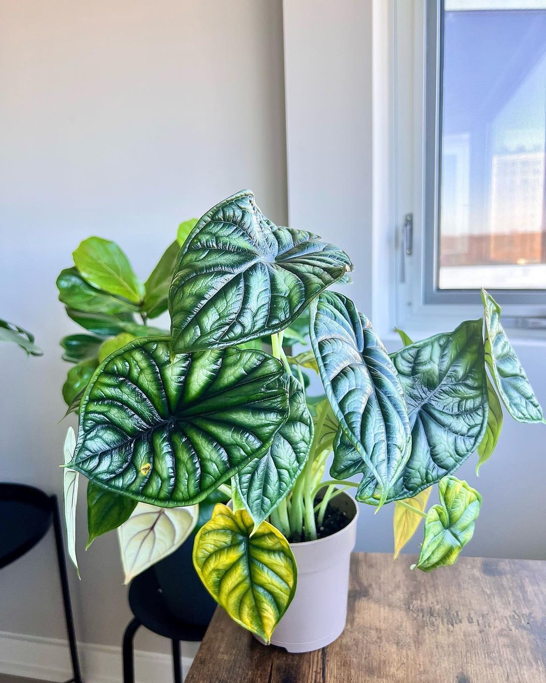 Alocasia Dragon Scale Care and Growing Guide Plantcarefully