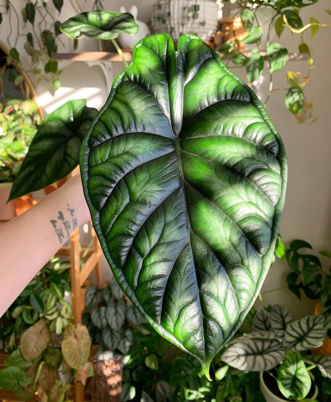 Alocasia Dragon Scale Care and Growing Guide Plantcarefully