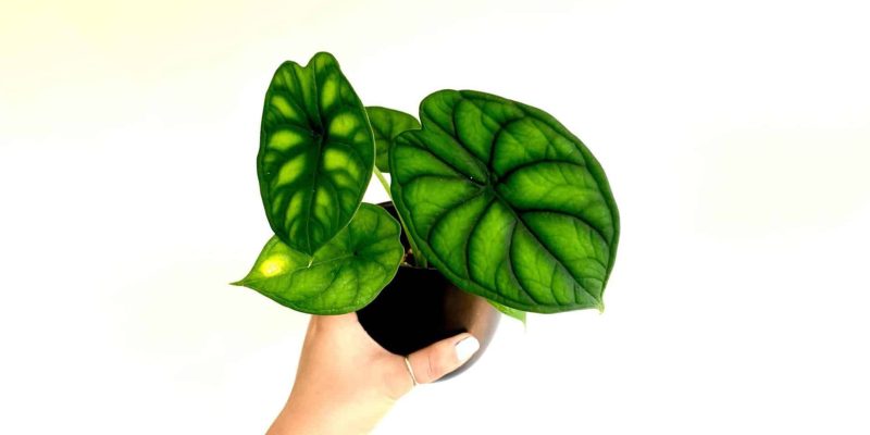 dragon-scale-alocasia-featured-01