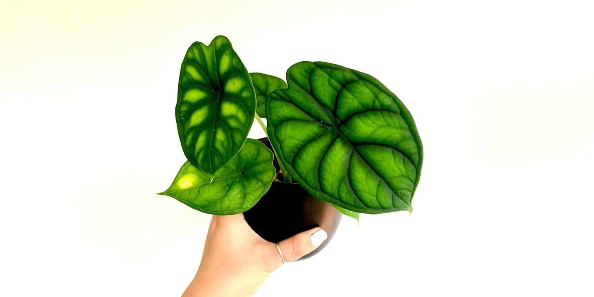Alocasia Dragon Scale Care and Growing Guide Plantcarefully
