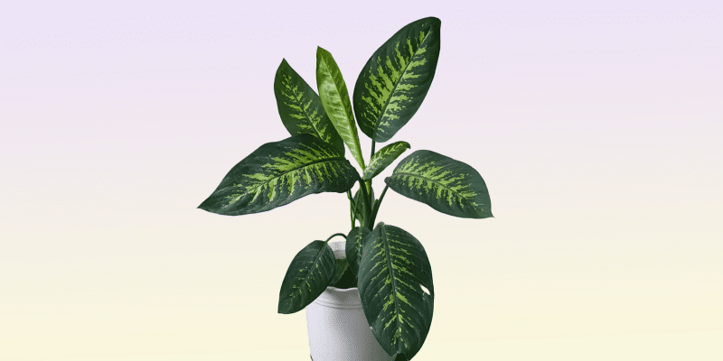 dumb-cane-plant-featured