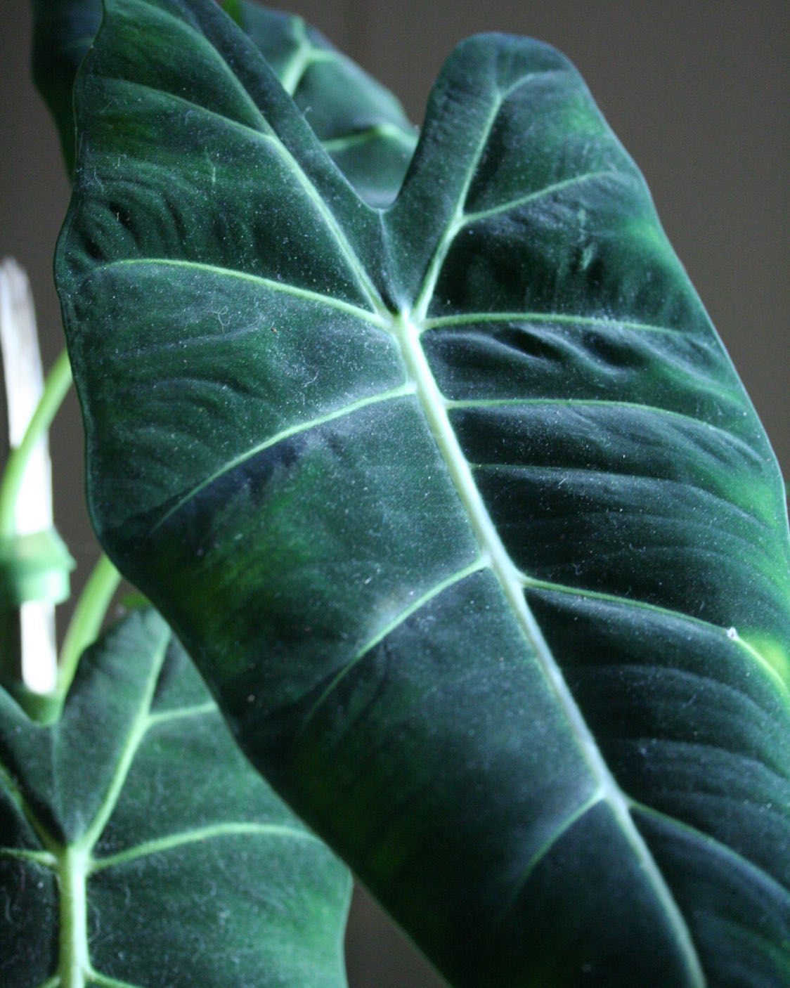 Indoor Plant Care Guide 21+ Tips for Beginners From Experts Plantcarefully