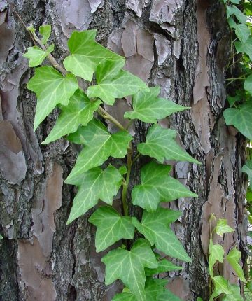 English Ivy: Plant Care and How to Grow | Plantcarefully