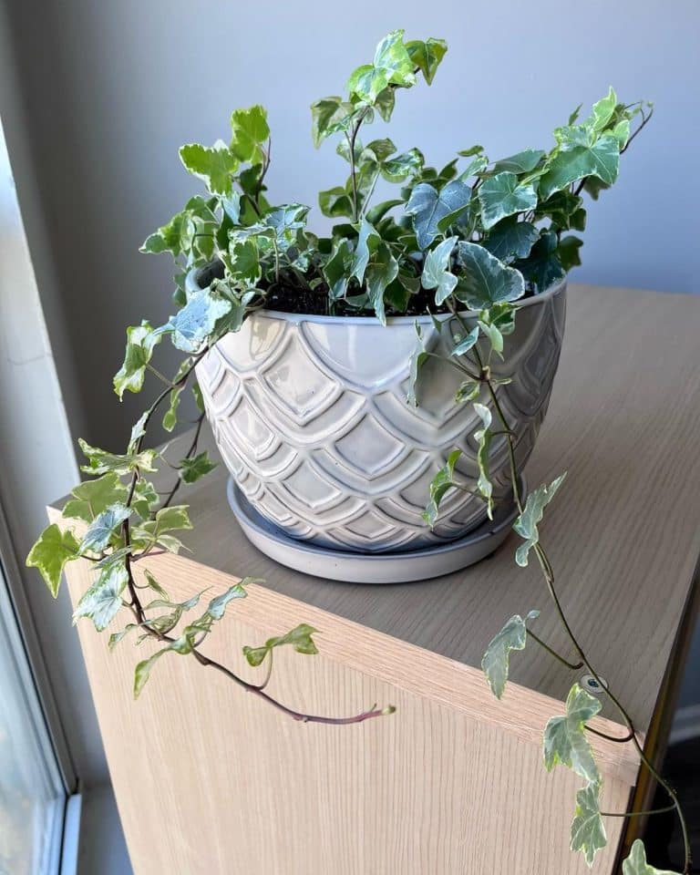 English Ivy Plant Care and How to Grow Plantcarefully