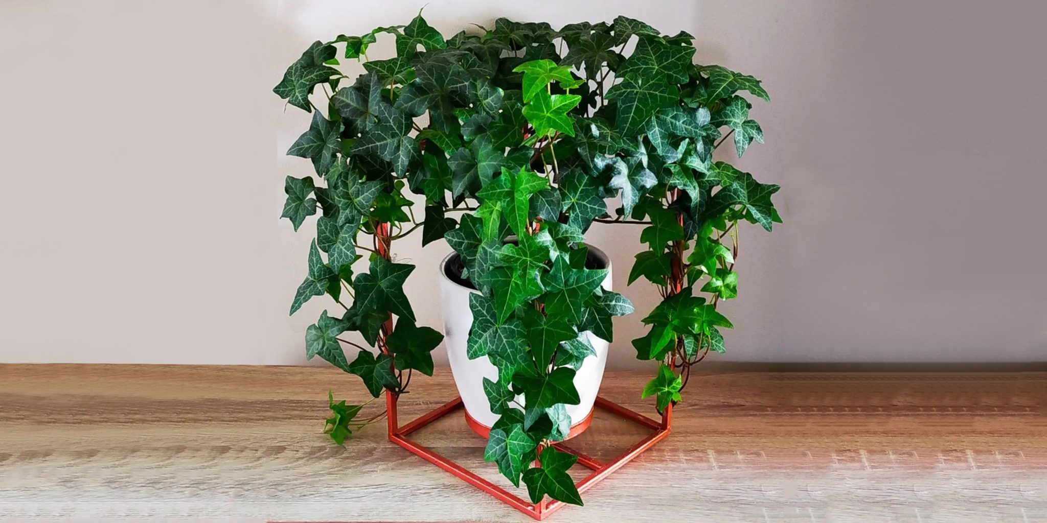 English Ivy Plant Care and How to Grow Plantcarefully
