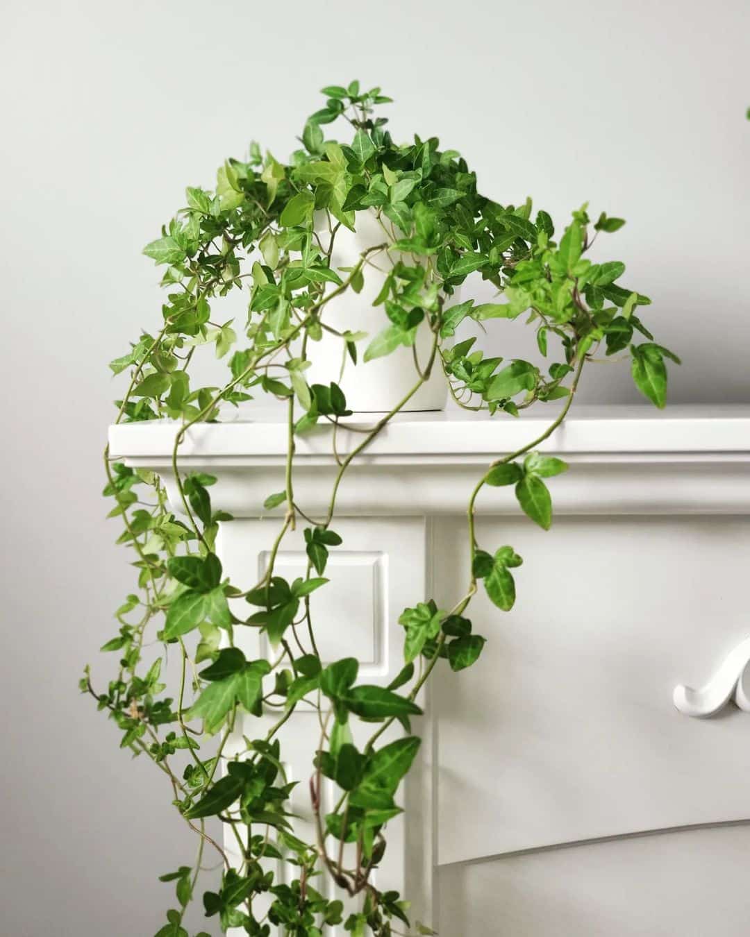 English Ivy Plant Care and How to Grow Plantcarefully