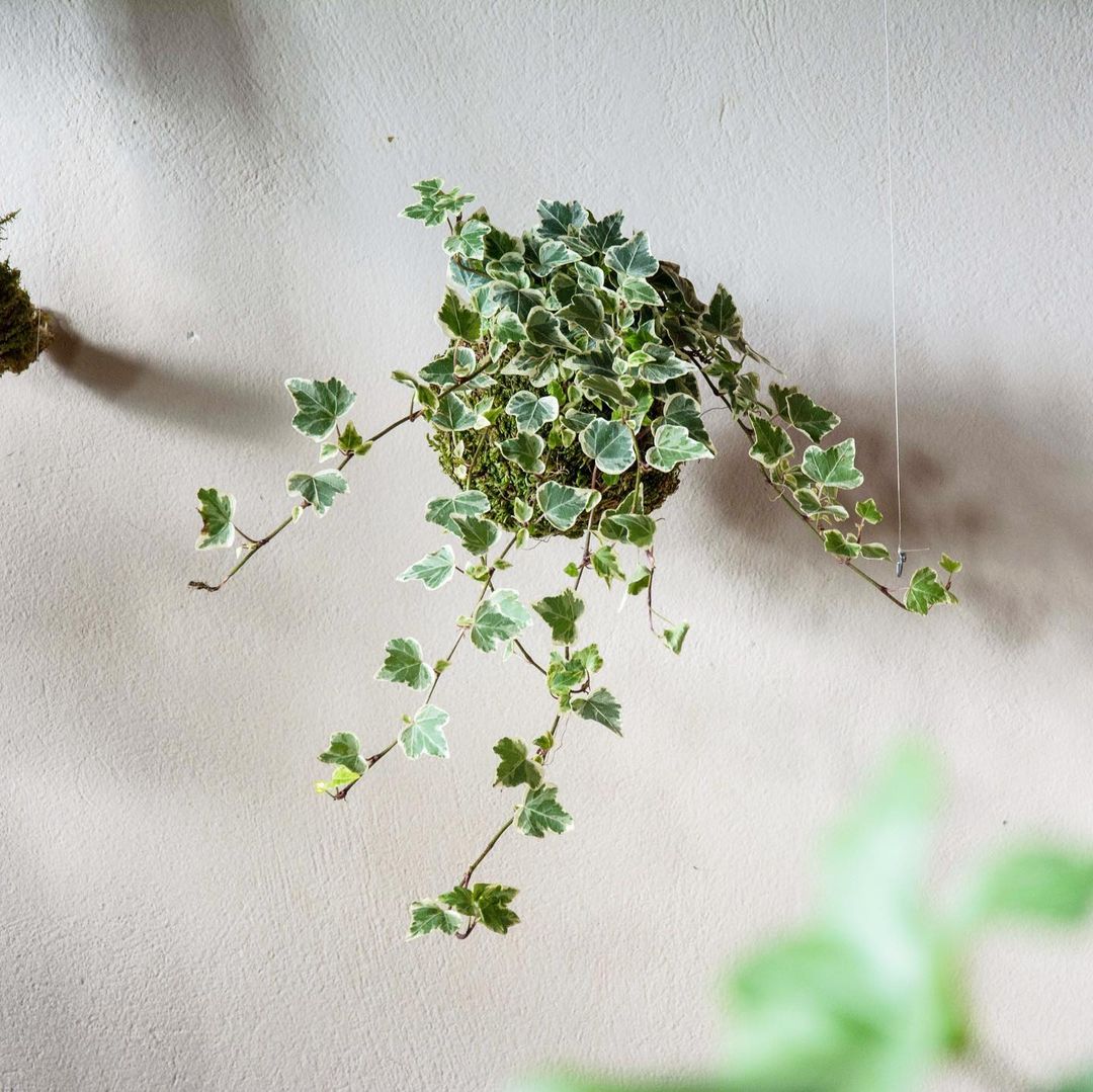 English Ivy Plant Care and How to Grow Plantcarefully