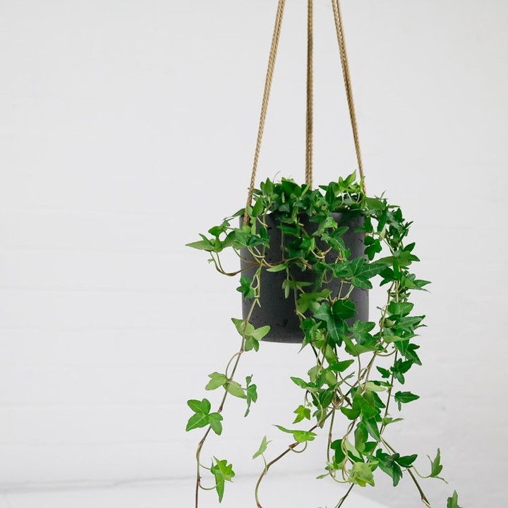 English Ivy Plant Care and How to Grow Plantcarefully