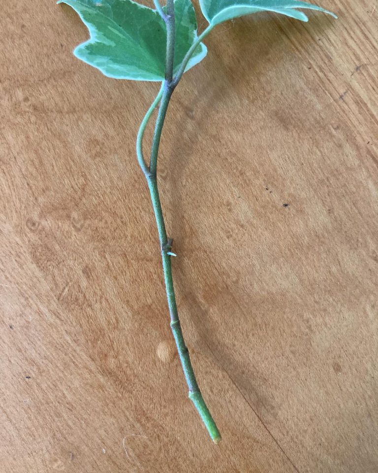 English Ivy Plant Care and How to Grow Plantcarefully