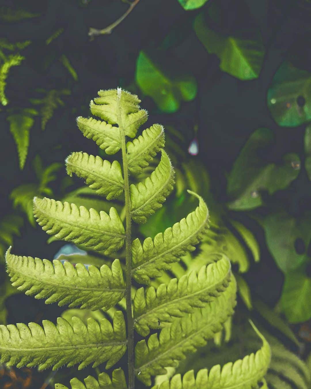 Ferns Care Growing Ferns Indoors Plantcarefully