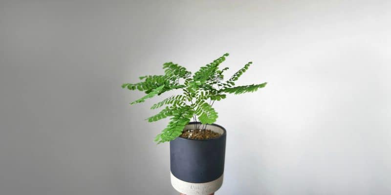 fern-featured-01