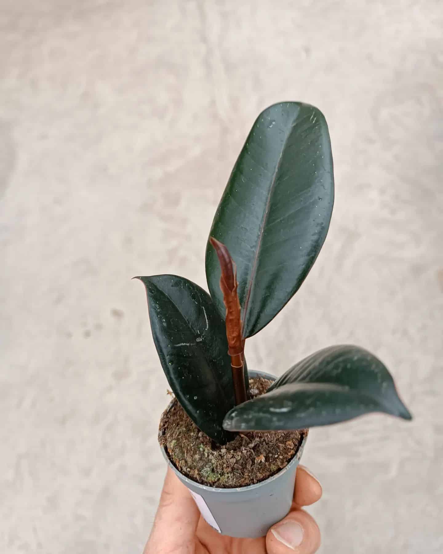 Ficus Elastica (Rubber Plant) Care Guide 17+ Tips Plantcarefully