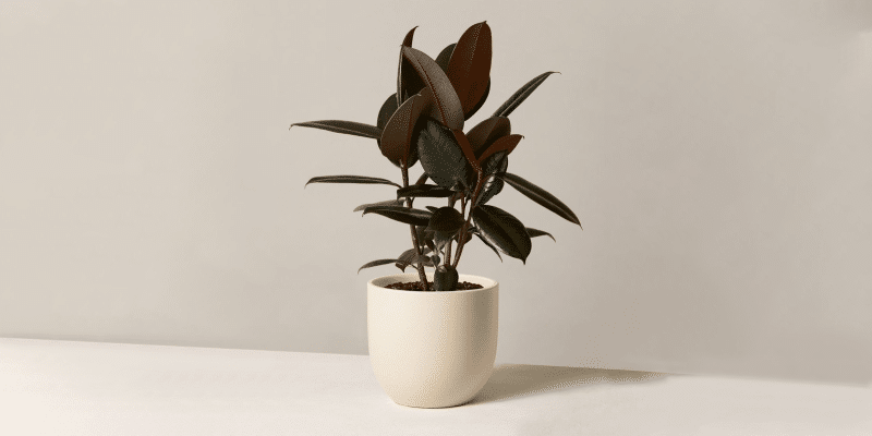 ficus-elastica-featured