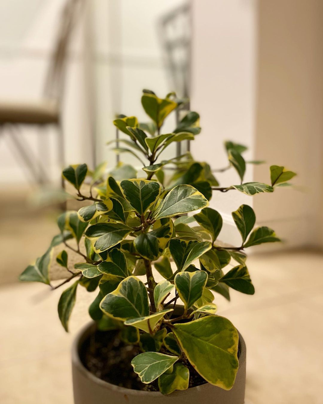Ficus Triangularis: Ultimate Gardening Guide – CMTHO