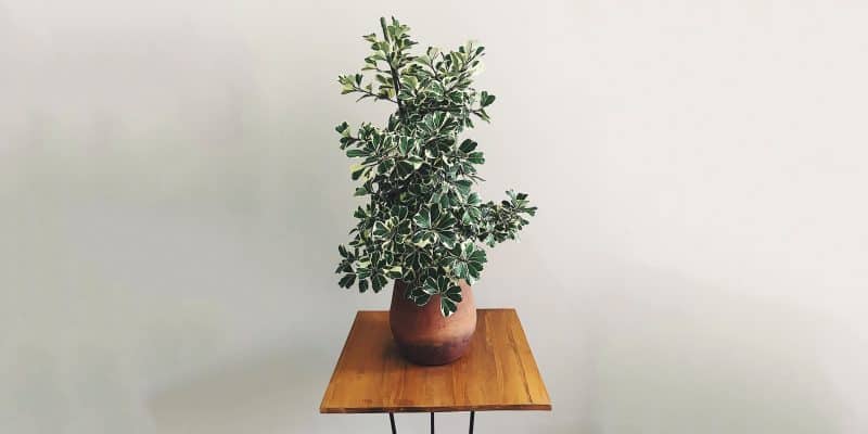 ficus-triangularis-variegata-featured