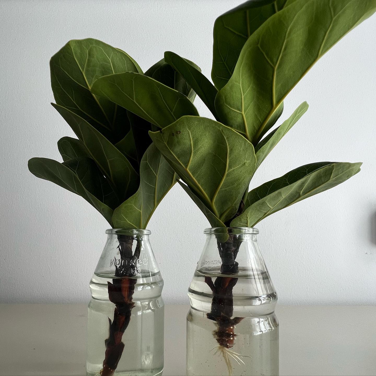 Fiddle Leaf Fig Complete Indoor Care Guide Plantcarefully