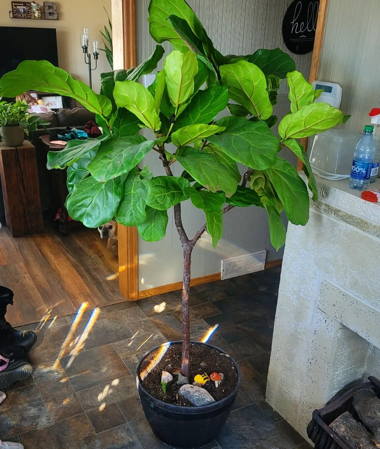 Fiddle Leaf Fig Complete Indoor Care Guide Plantcarefully