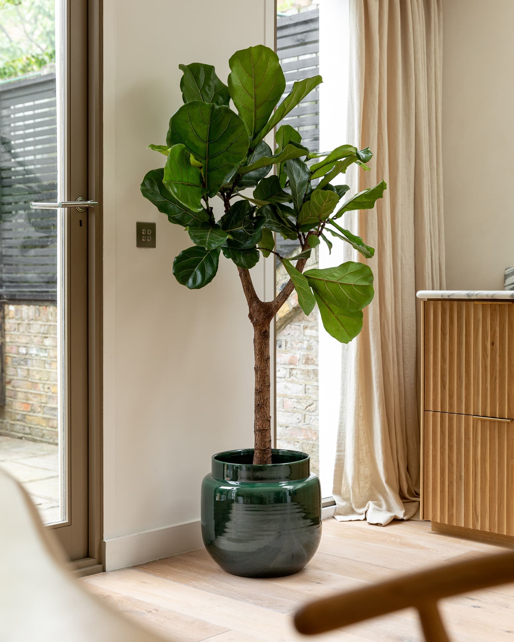 Fiddle Leaf Fig Complete Indoor Care Guide Plantcarefully