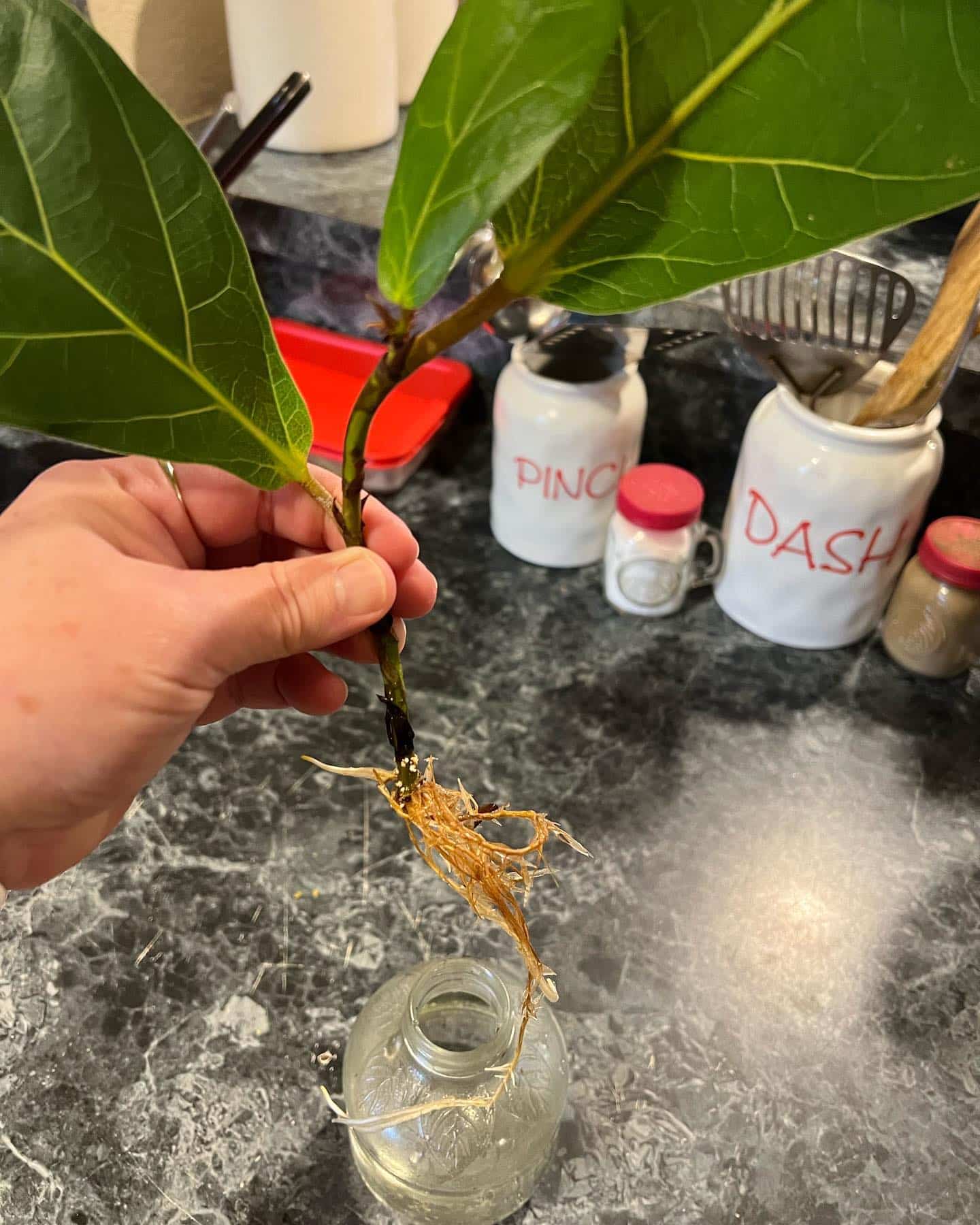 Fiddle Leaf Fig Complete Indoor Care Guide Plantcarefully