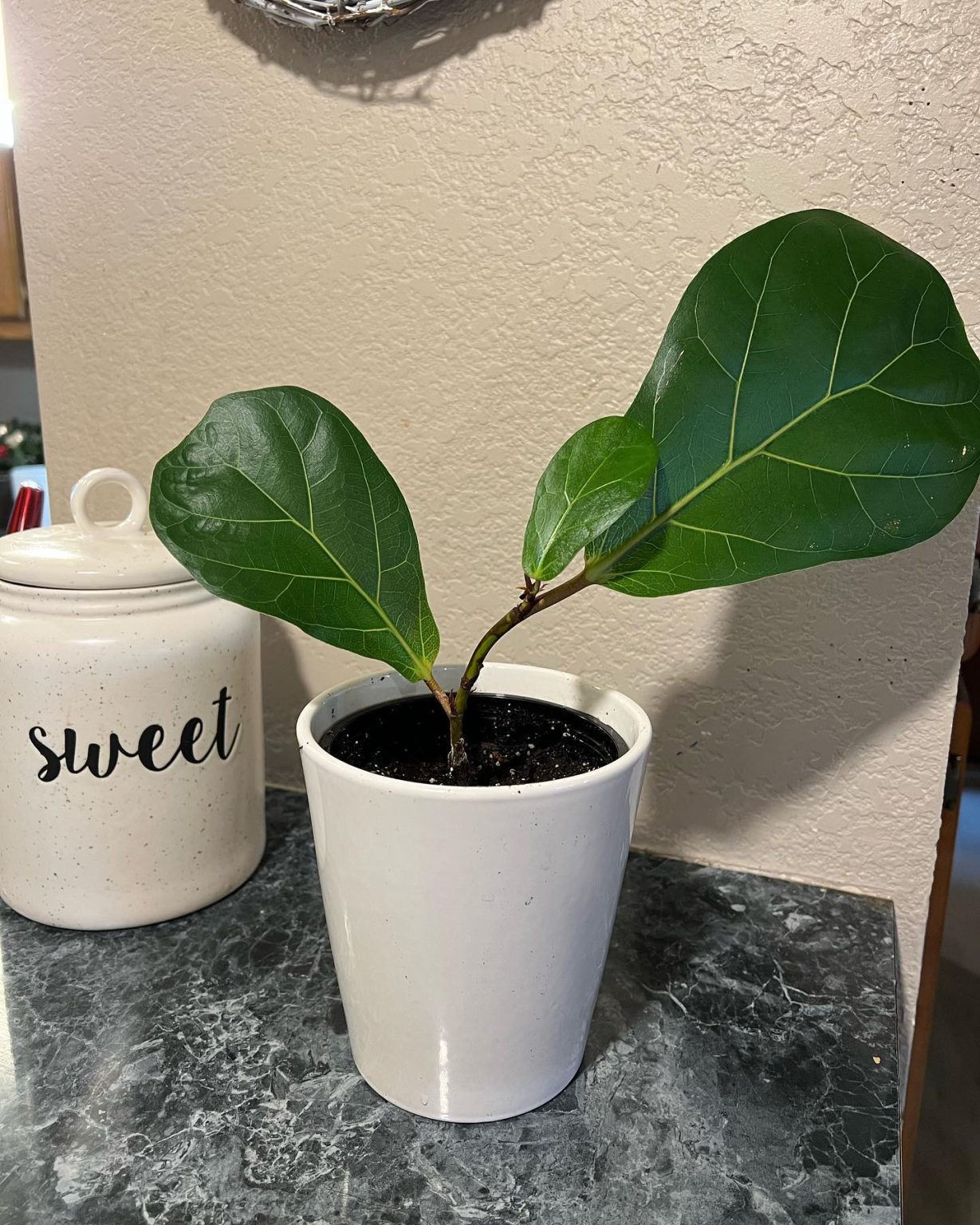 Fiddle Leaf Fig Complete Indoor Care Guide Plantcarefully