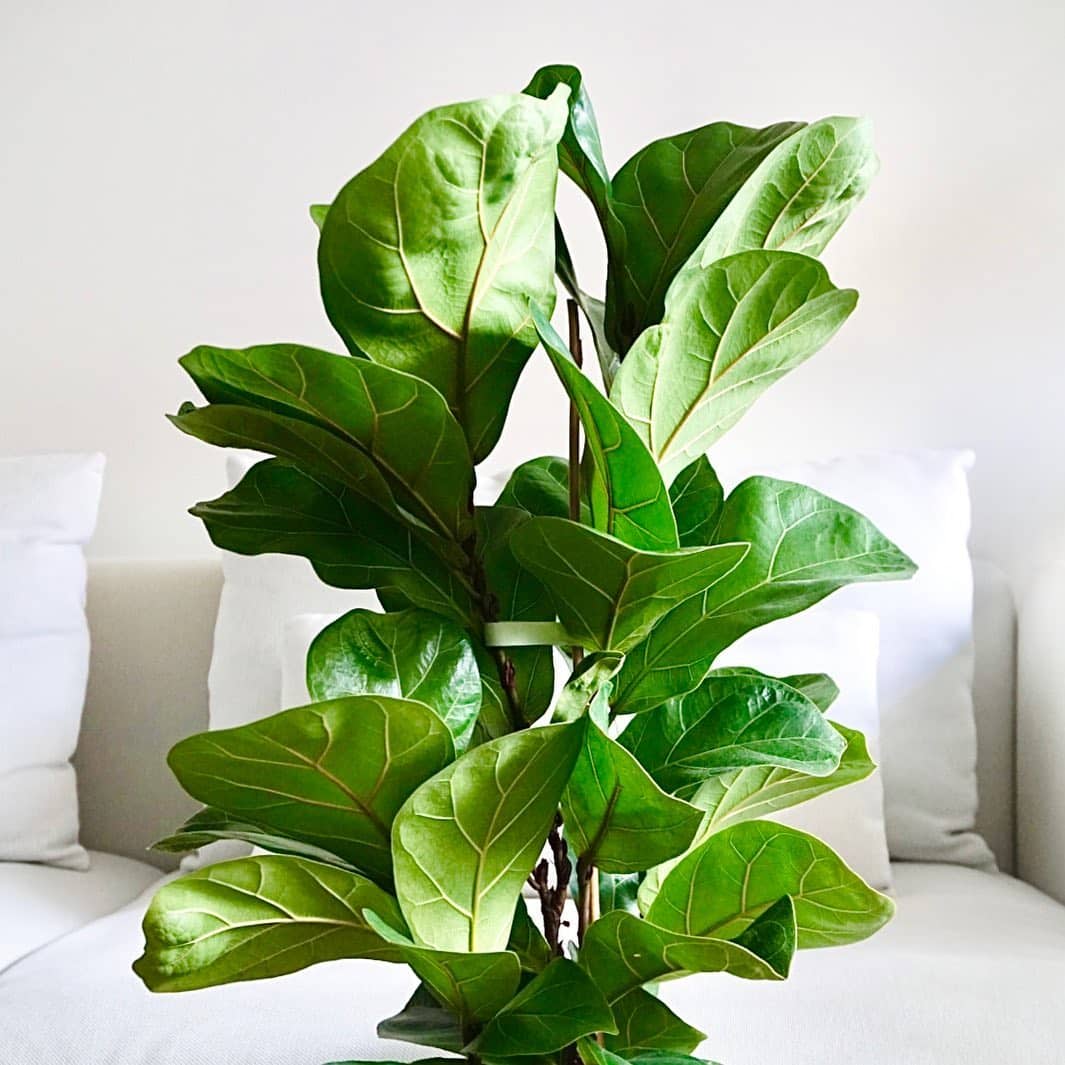 Fiddle Leaf Fig Complete Indoor Care Guide Plantcarefully